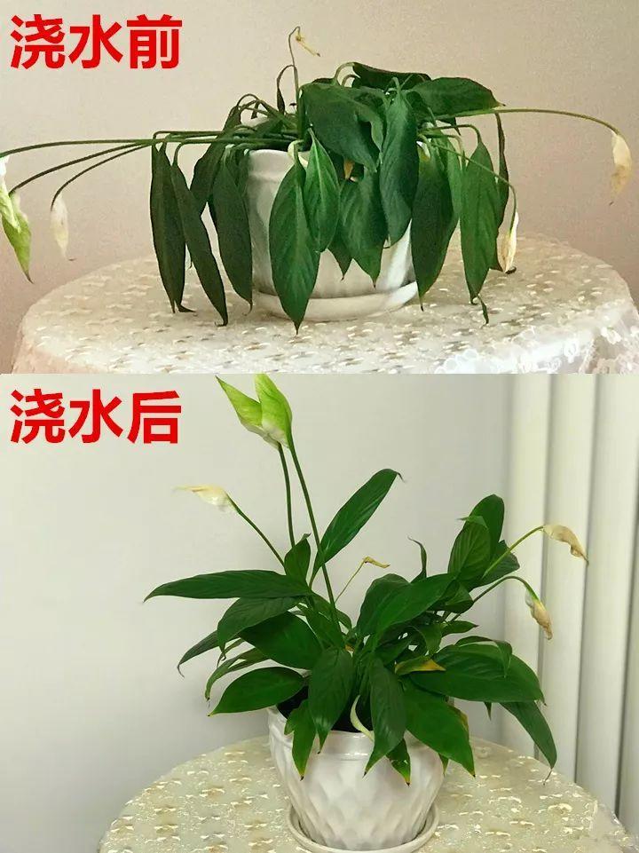 月季常见病害图解,月季枝干高花苞小怎么办