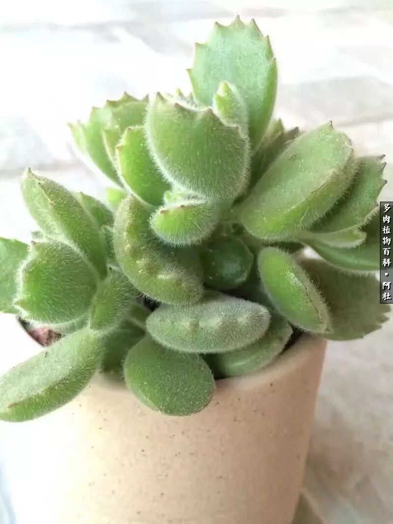 多肉有毒没毒,多肉有毒有毒