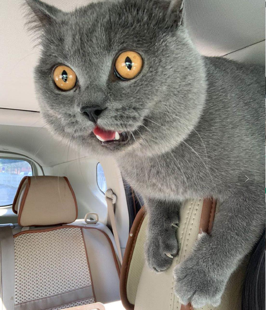 英短蓝白母猫最佳绝育年龄,英短蓝猫小奶猫的成长历程