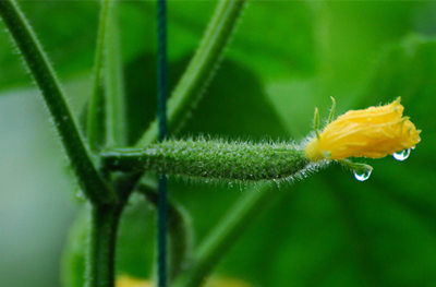 旱黄瓜和水黄瓜有什么区别,水黄瓜和旱黄瓜叶子区别