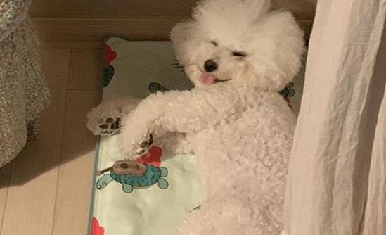 如果比熊随便大小便怎么办,比熊一天排便几次正常