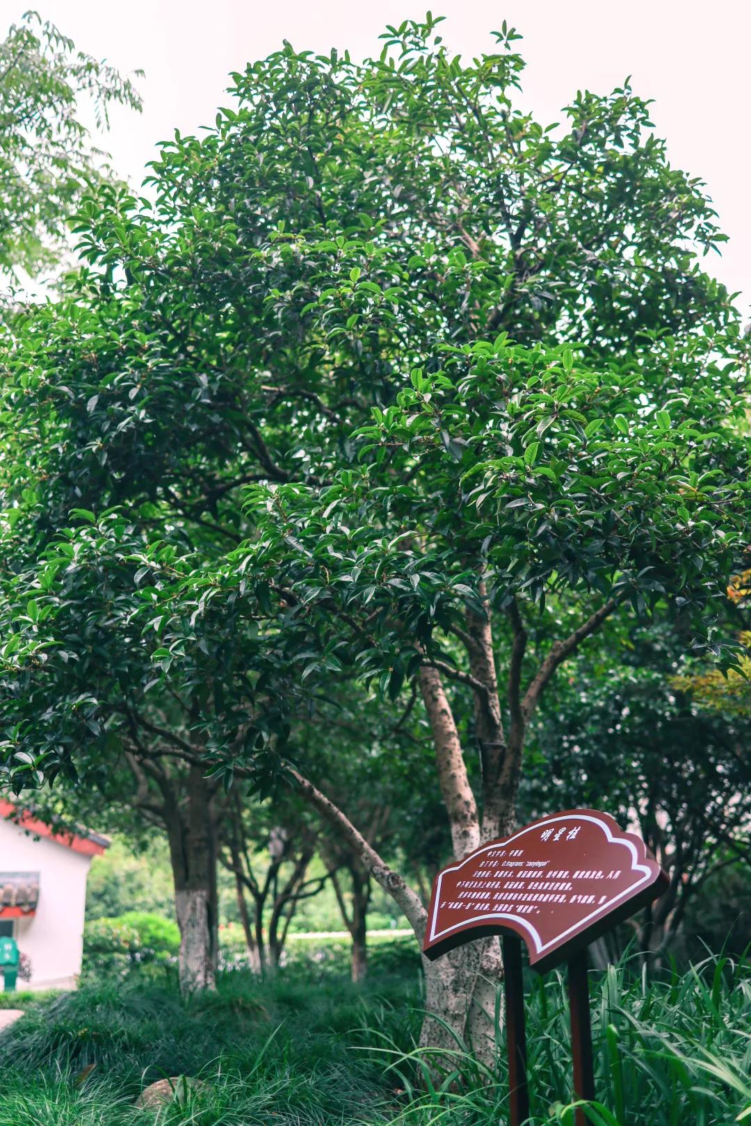 西湖最佳观景地,西湖边的一处幽静之地