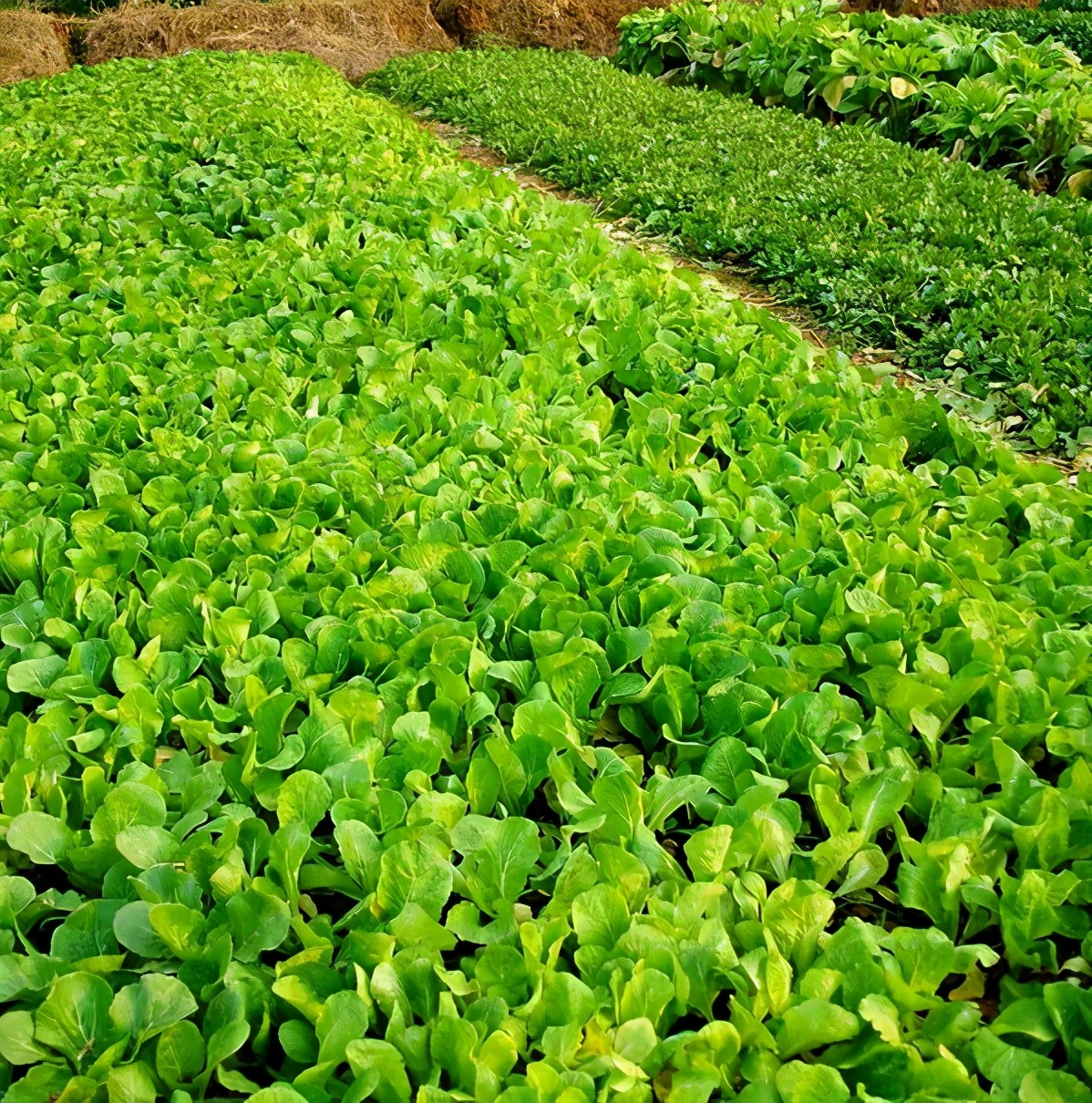 云南蔬菜产量排行榜前十名,云南蔬菜大县排名