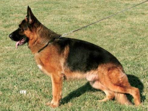 成年德牧怎么训练坐和卧,如何训练德牧卧下