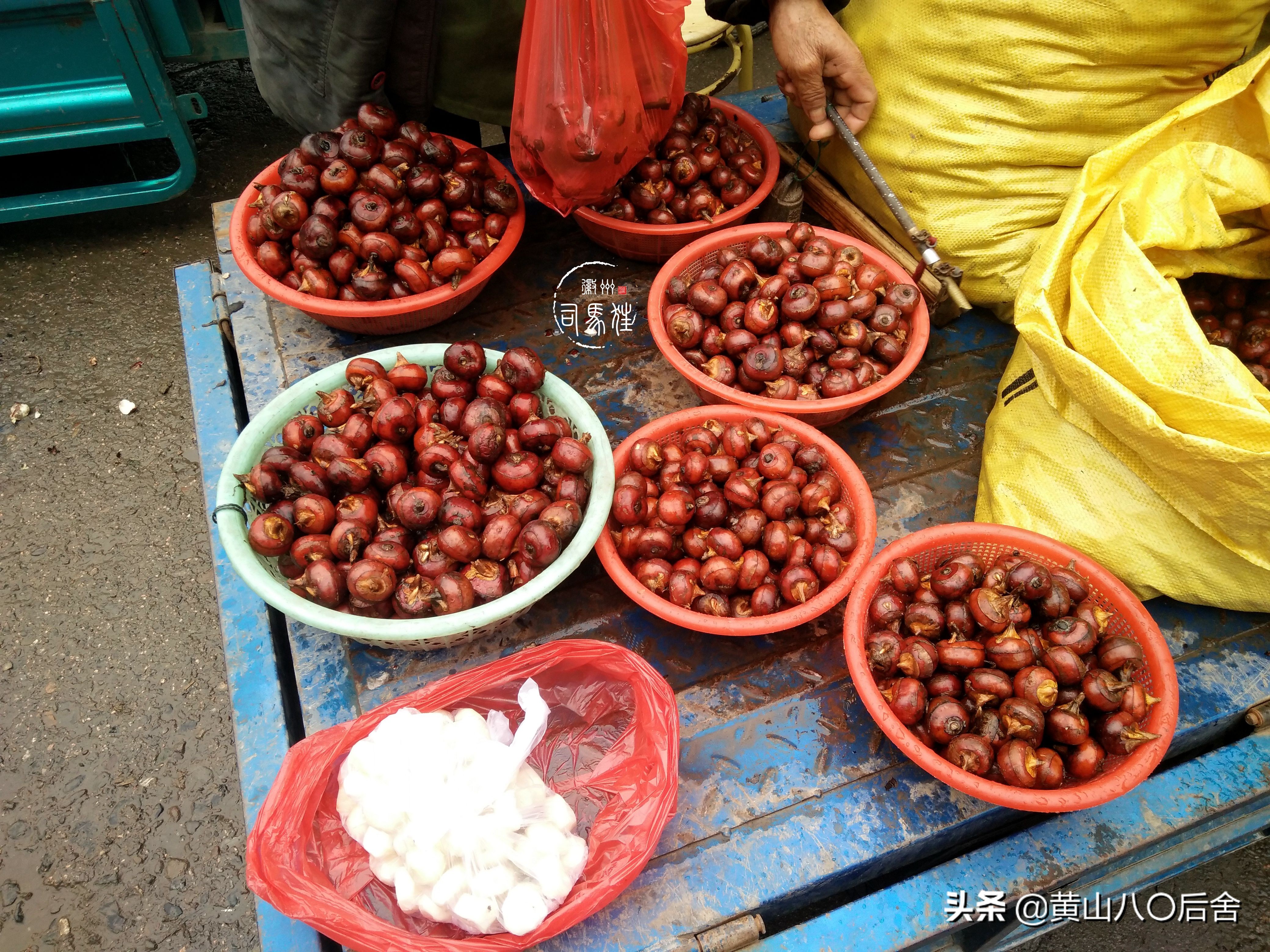 鑸屽皷涓婄殑缇庨鑽歌崰,鑸屽皷涓婄殑涓浗榛勫北姝欏幙鑽歌崰