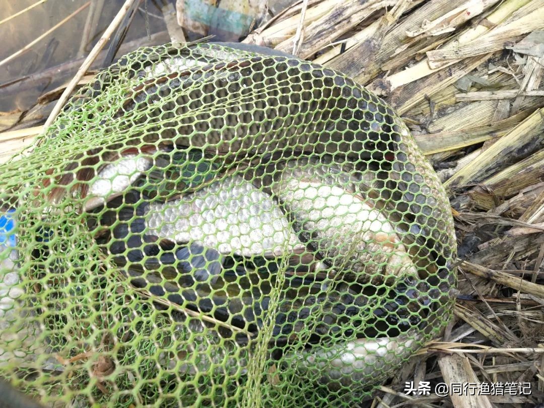 迎着倔强的西南风，抓耳挠腮与网工抢鱼，哪里说理儿去