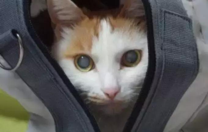 青光眼合并白内障如何治疗最好,猫咪白内障的早期症状眼药水