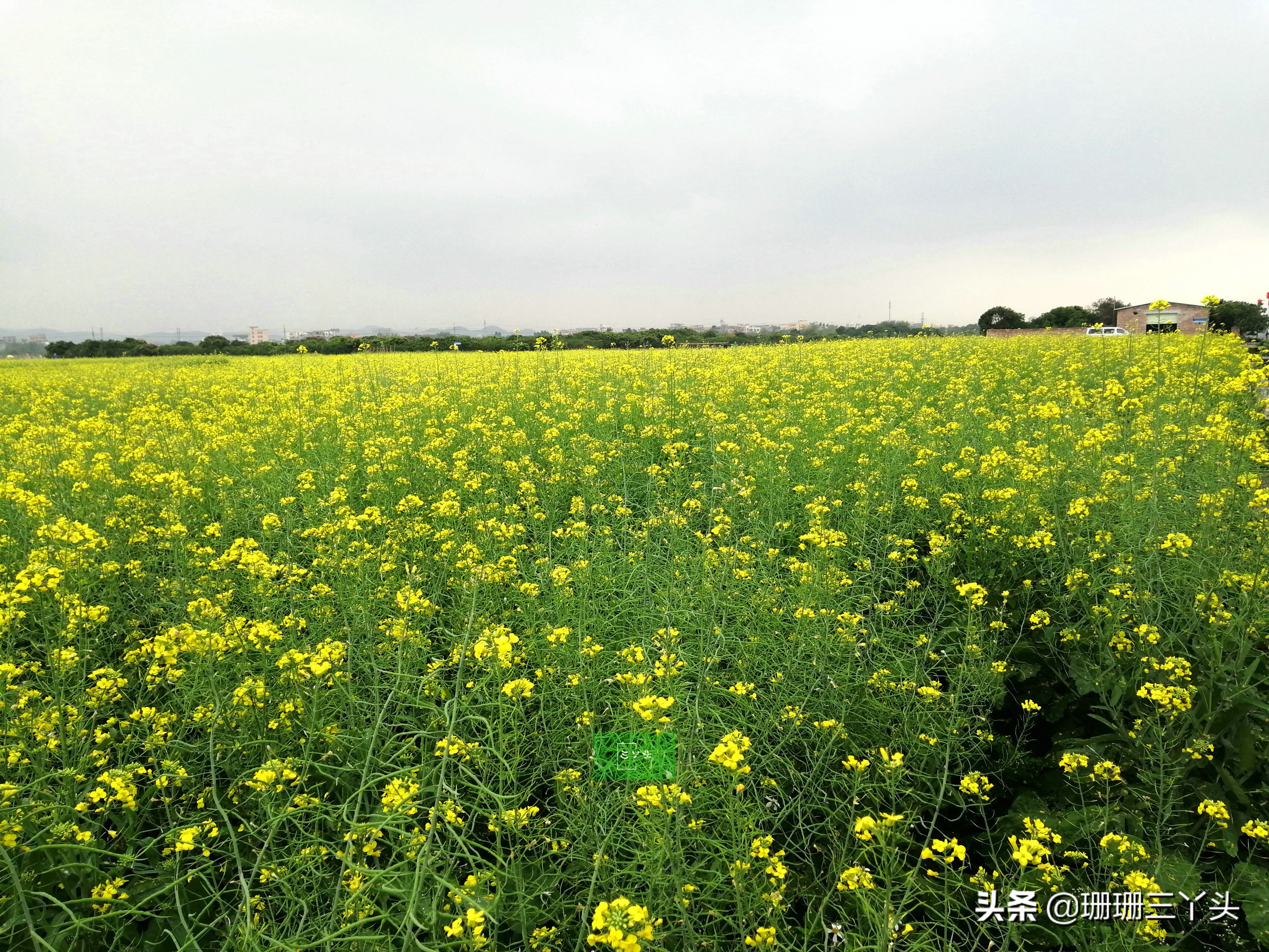 广州春季赏油菜花的地方,广州绝美油菜花海