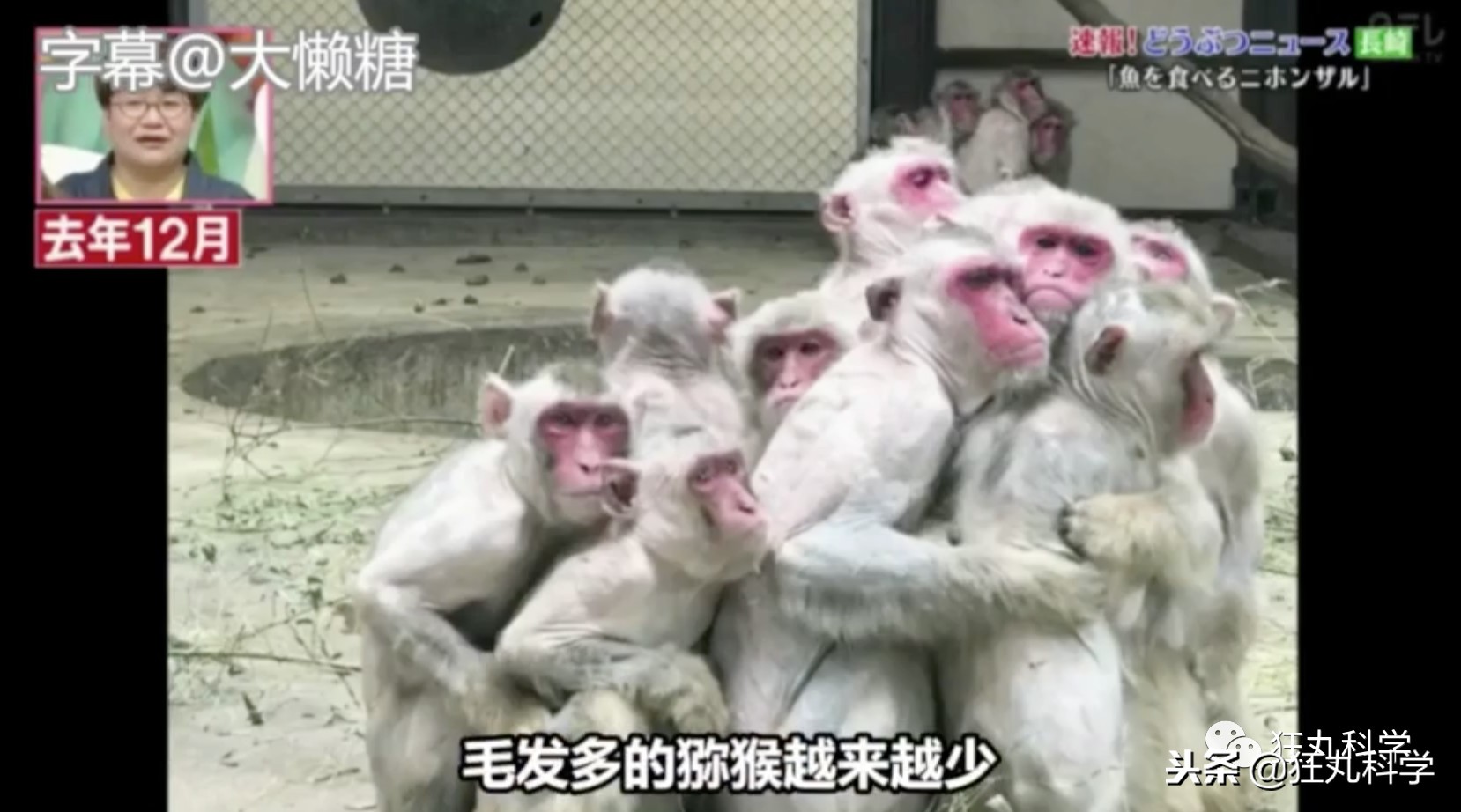 日本秃头猴子吃鱼10个月生发成功，脱发网友求购买链接