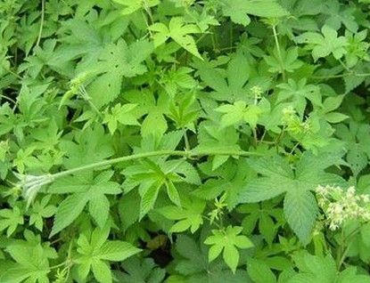 适合山东地区种植的珍稀树种,十种常见观赏草有哪些