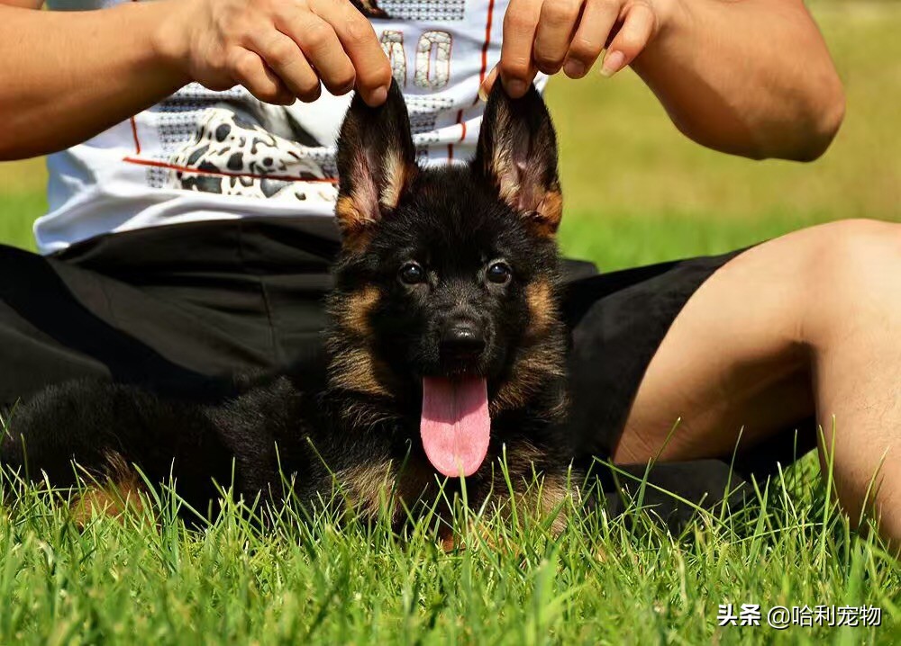 德牧还分两种？同根异枝，东德牧羊犬和西德牧羊
