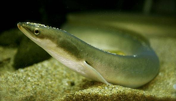 醴陵市海鲜收藏排行榜,海鲜礼盒收藏价格表图