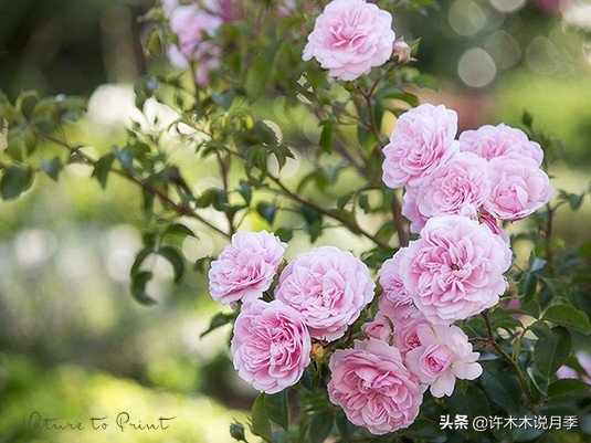 月季应该怎么浇水,月季的浇水注意事项