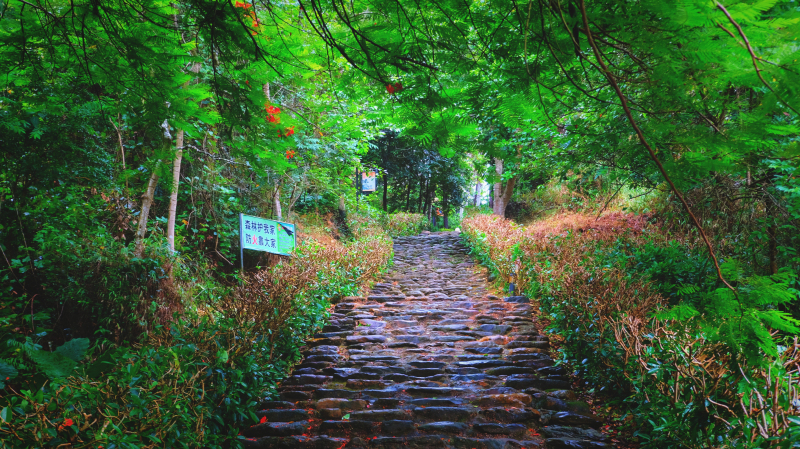 云浮南山森林公园锦鸡,云浮南山森林公园航拍