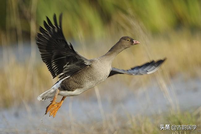 杜甫的诗最经典的十首七言绝句,我们都学过的杜甫一首五律唐诗