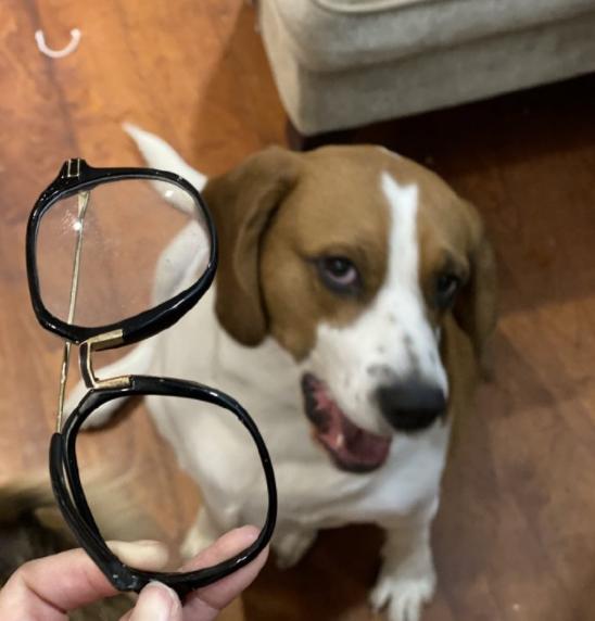 养的四种狗狗打死也别养,千万不要养的狗狗有哪些