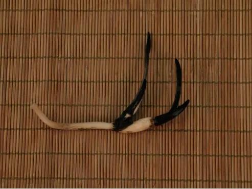 自家栽培微型观赏碗莲,迷你盆栽碗莲带花苞