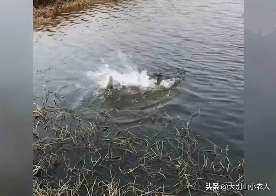 钩子挂泡沫钓鱼,泡沫挂钩能钓鱼吗