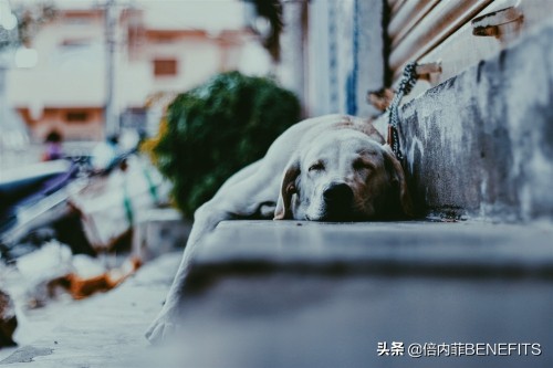 狗狗有狗粮不吃怎么办呀,狗狗有狗粮不吃怎么办呢