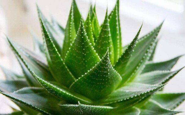 养的芦荟有什么作用,芦荟真的要养10多年才能用吗