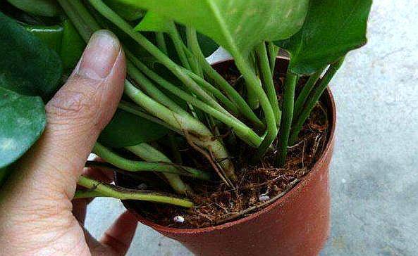 养绿萝最好用什么土,养绿萝最好最快的肥料