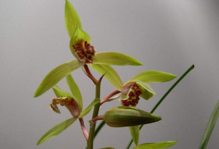 大花蕙兰即将出花苞期怎么养护,冬季大花蕙兰有花苞了怎么养护