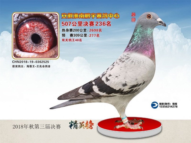 海霸王詹森纪录,冠霖公棚2017年获奖鸽欣赏