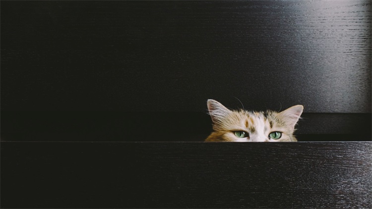 猫咪新手适合养哪个品种的猫,猫咪攻略新手小白养猫指南