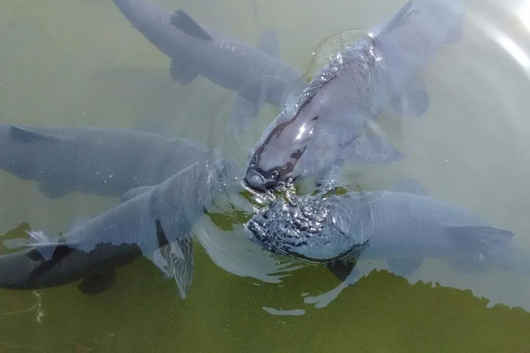 小鱼老往水面上跑怎么办,钓鱼怎么解决挡口问题