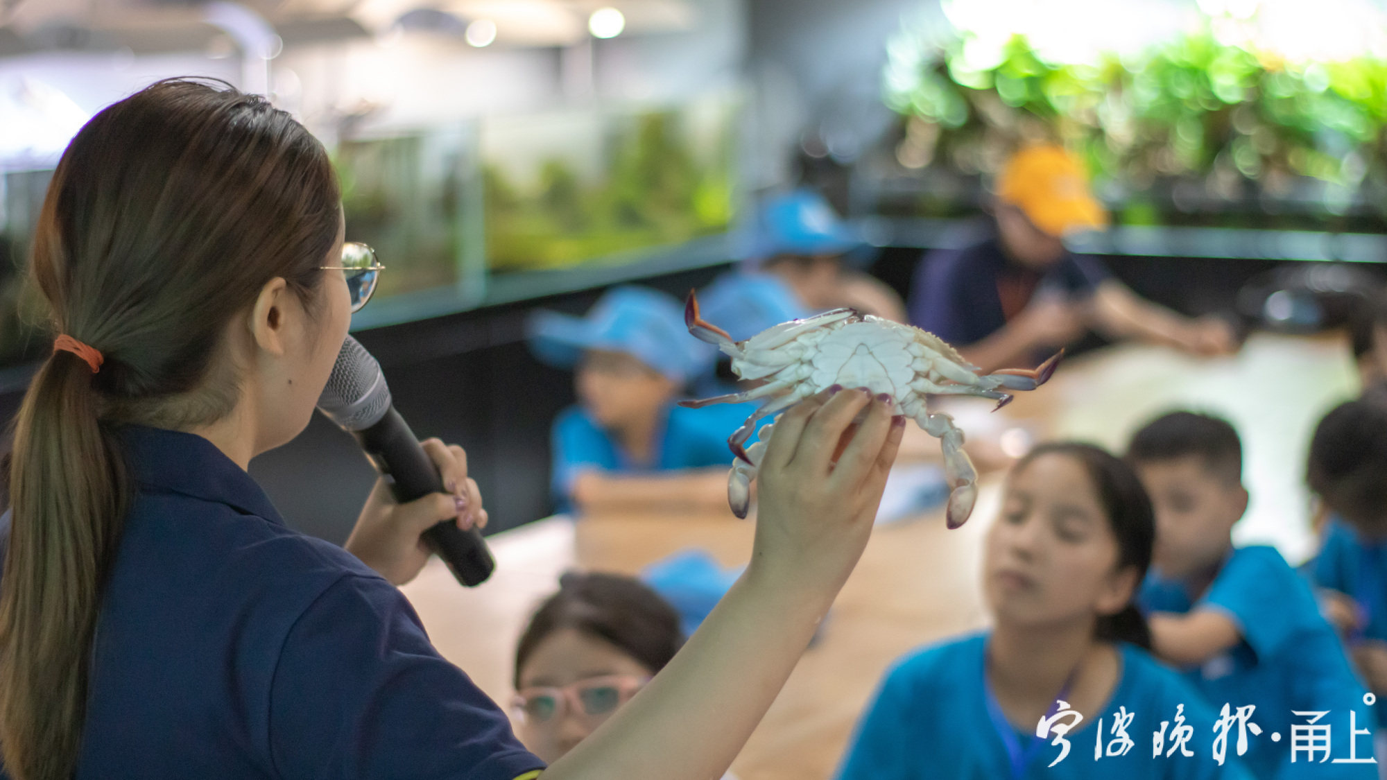 宁波人爱吃什么橘子,宁波人爱吃的毛蛤