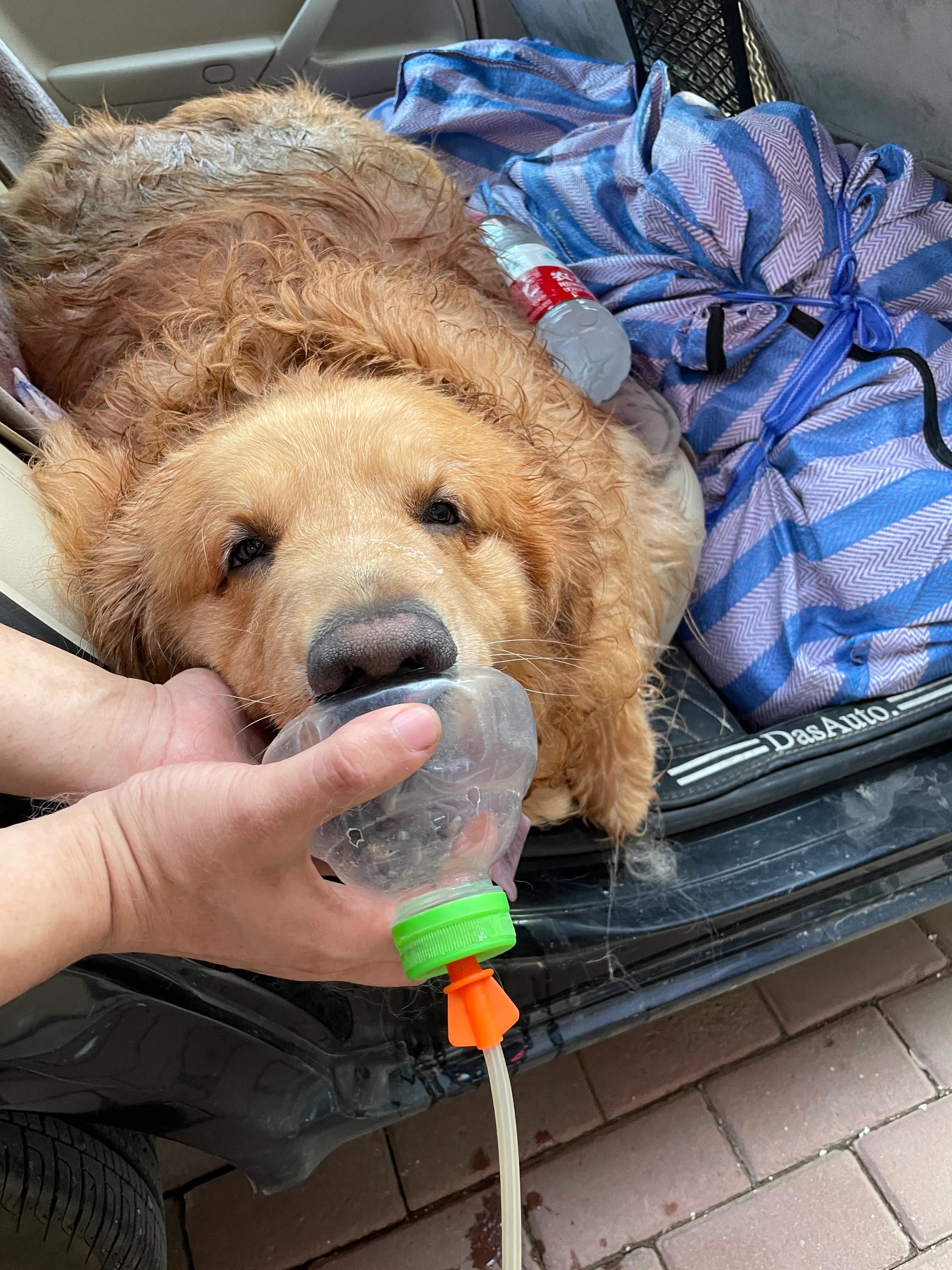 金毛中暑一下子就死了,夏天如何防止金毛中暑