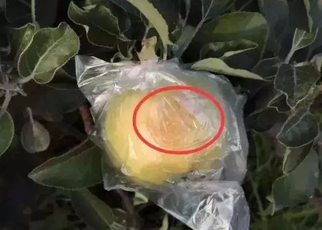 苹果套袋后腐烂啥原因,苹果套袋后管理方法