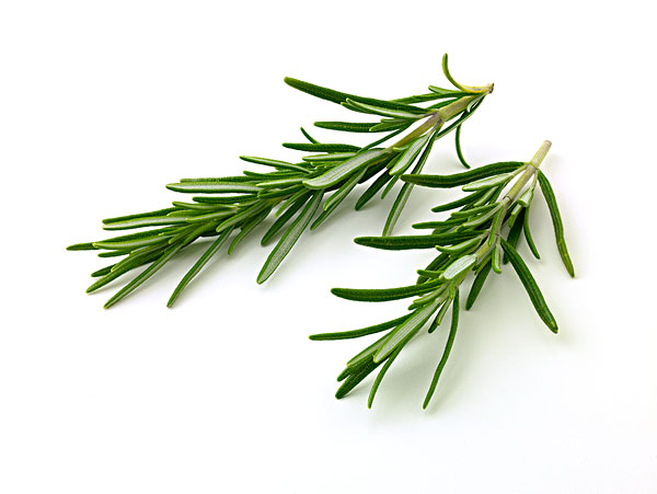 净化空气而且对身体好的花,净化空气对人身体有益的花