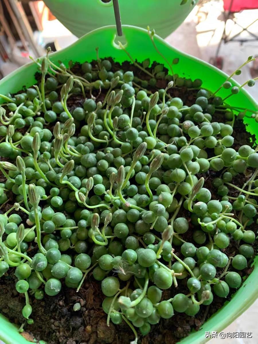 珍珠吊兰怎么养才能爆盆呢,珍珠吊兰怎么养才能更旺盛