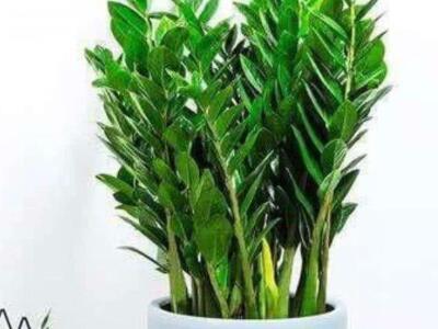 金钱木的养殖方法,金钱树的养殖方法扦插用什么消毒