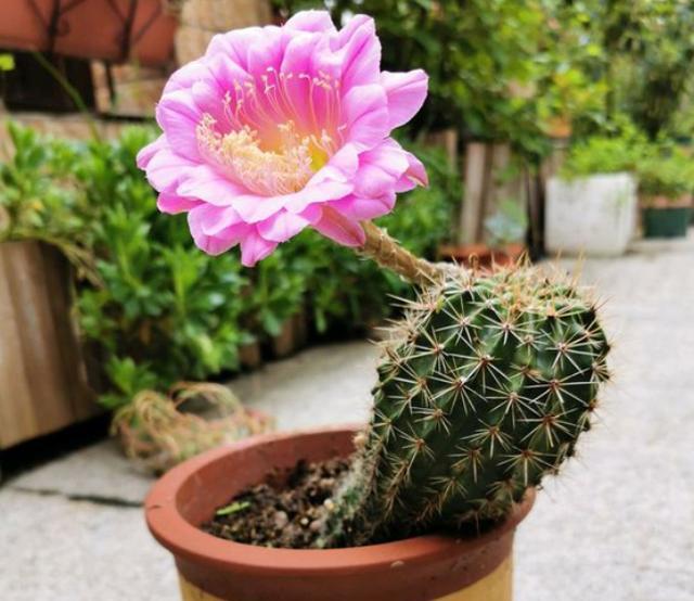 仙人球烂了一个洞怎么救,仙人球切掉两次还烂怎么办