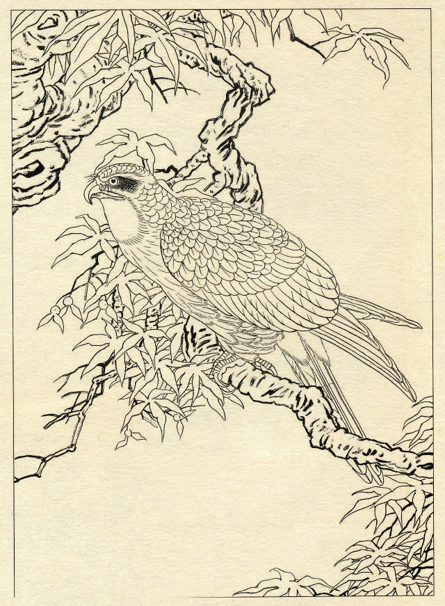 鹰的工笔底稿白描大图,白描鹰的画法图片