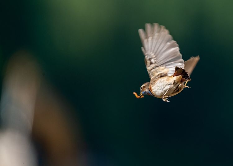 情人岛拍摄地点,情人岛航拍视频