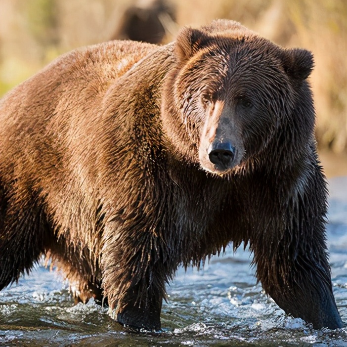 遇到熊如何自救搞笑,遇到熊怎么脱险