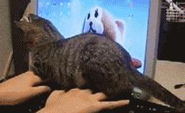 有猫的家庭如何清理电脑,有猫咪家庭床铺怎么隔绝猫毛