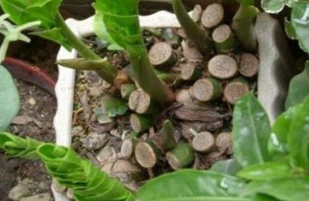 金钱树不用花钱买,金钱树不用营养土行吗