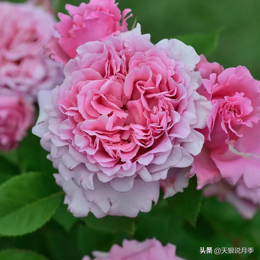 浪漫者的情怀，实用派的操作，一起来邂逅这8款法式月季