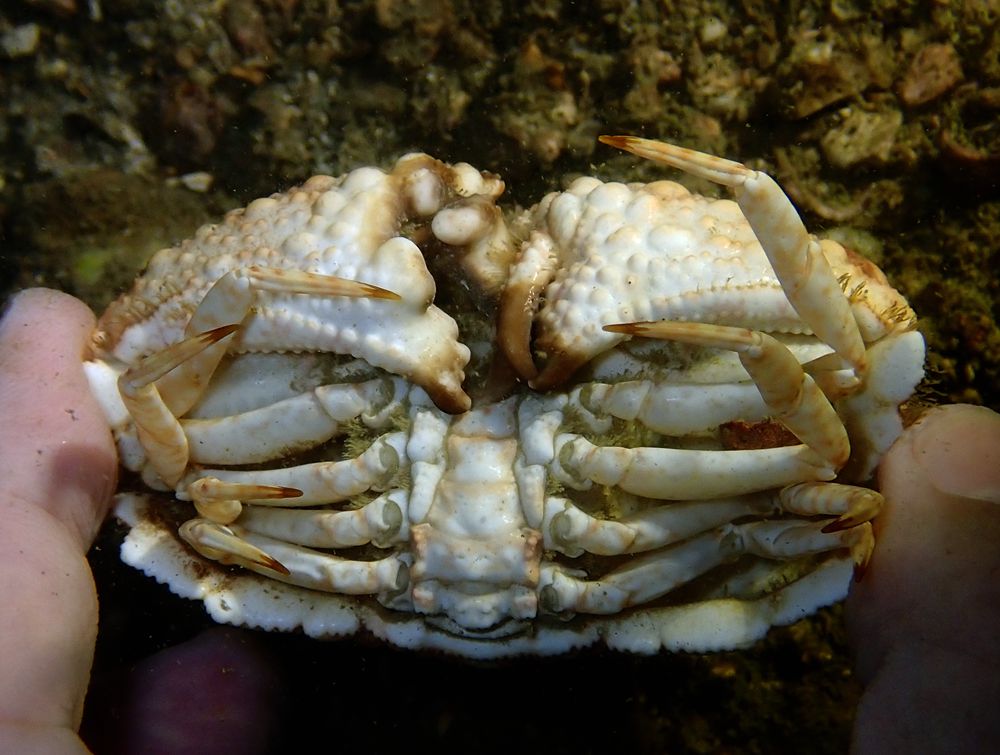 深圳海滩螃蟹品种,深圳海边的螃蟹品种