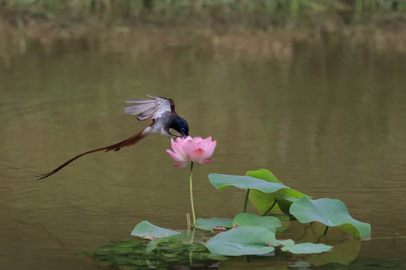 中国八大菜系之首是,中国八大菜系完整视频