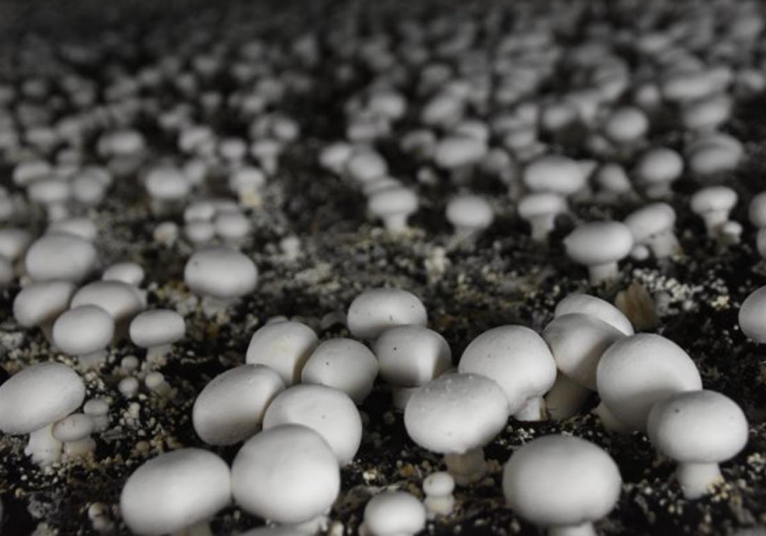 双孢菇原料配方,双孢菇栽培条件