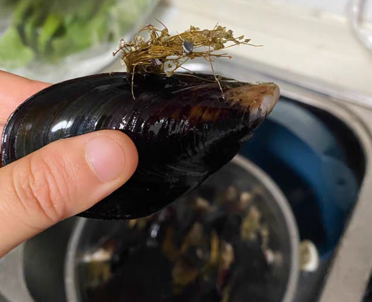 特色菜春天第一鲜,春天必吃的第一鲜