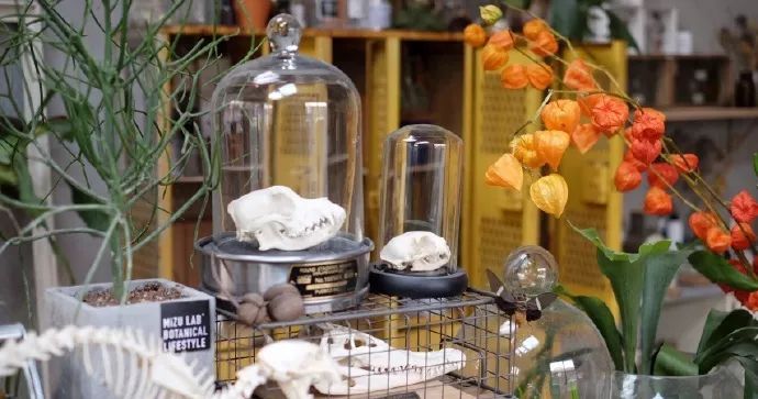 北京最美花店,她放弃了总监职位后续