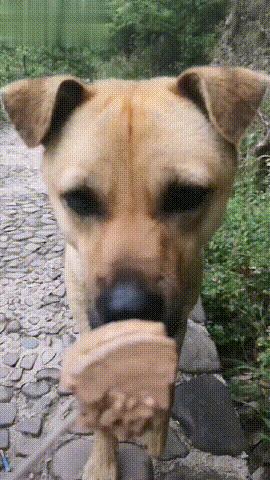 狗子搞笑gif,足球搞笑gif动图