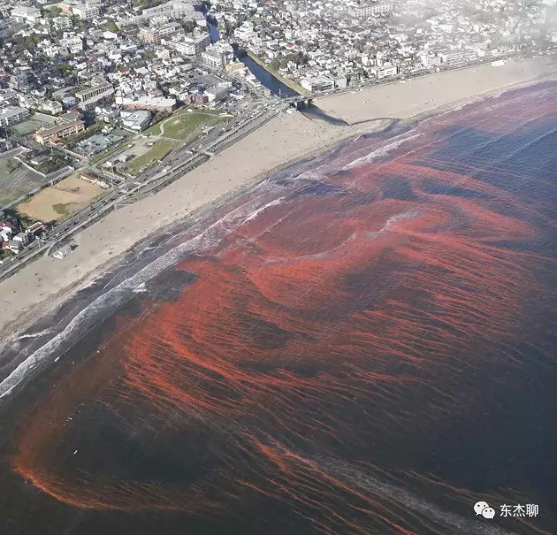 海水鱼缸藻类爆发怎么治,海水鱼缸的菌怎么处理