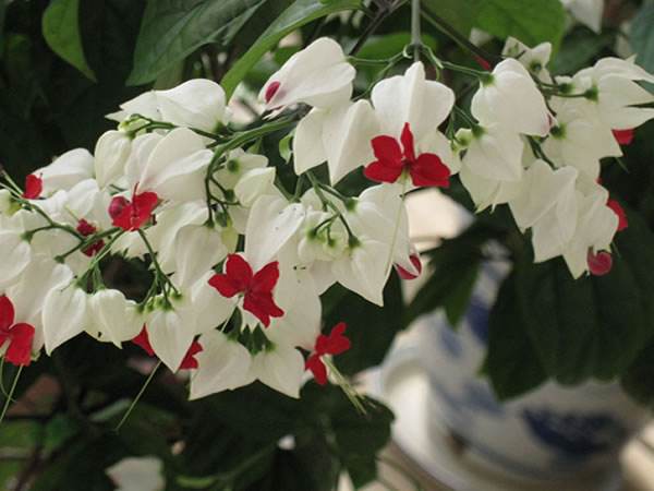 龙吐珠不发芽怎么办,龙吐珠不开花怎么办